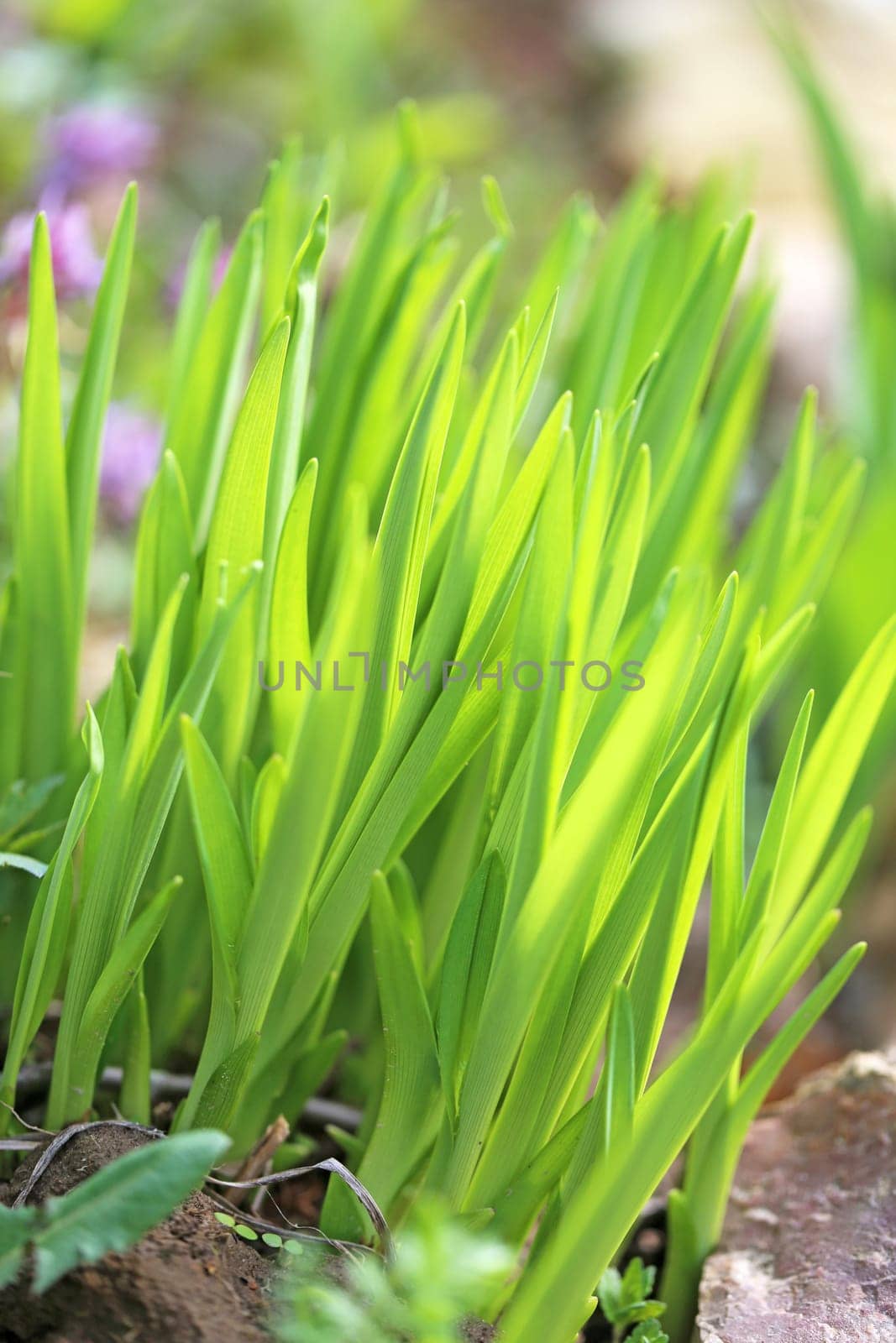 Green grass in a field photographed close up