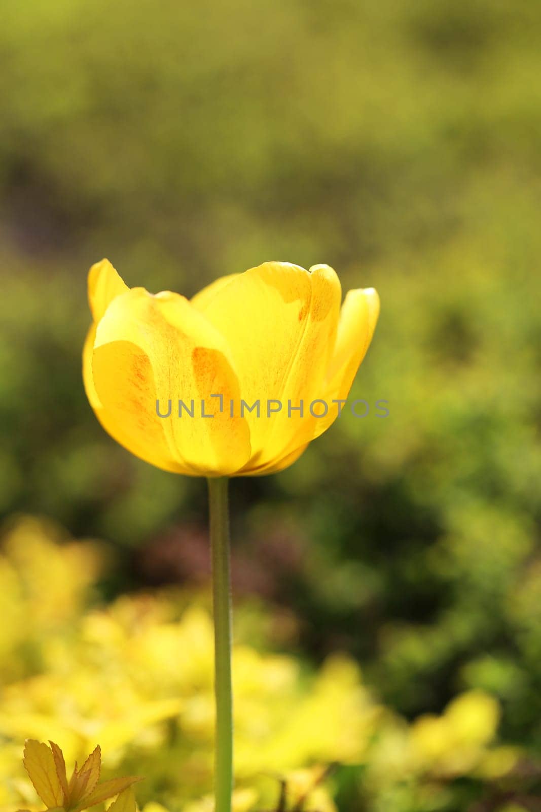 Spring beautiful flowers tulips photographed close up