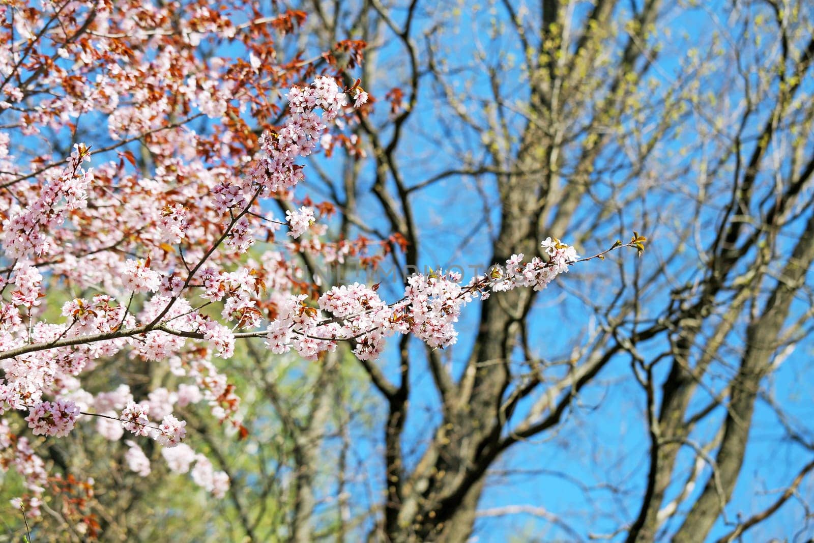 Spring flowers on the tree photographed close up