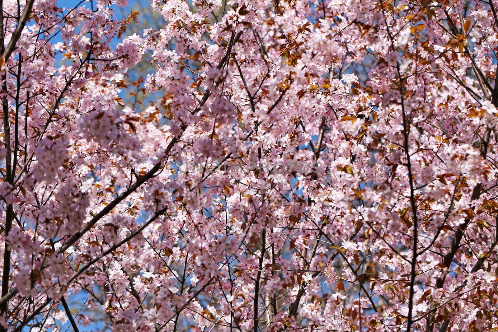 Spring flowers on the tree photographed close up