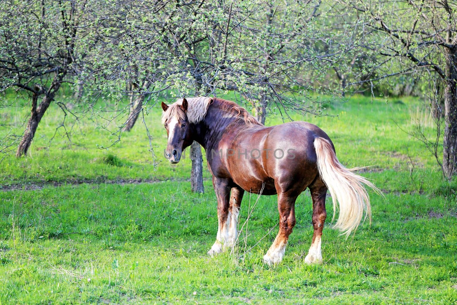 Beautiful horses on the background of the forest landscape photographed close up
