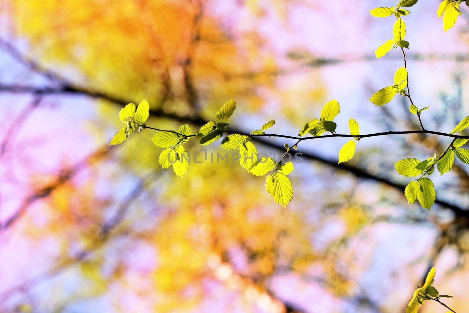 Beautiful leaves on the tree photographed close up