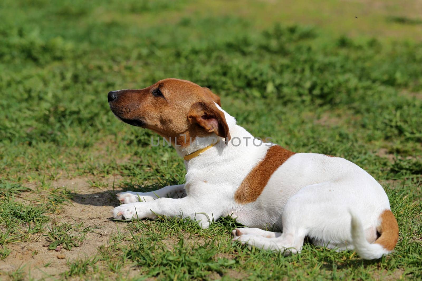 Beautiful dog photographed on the street close up