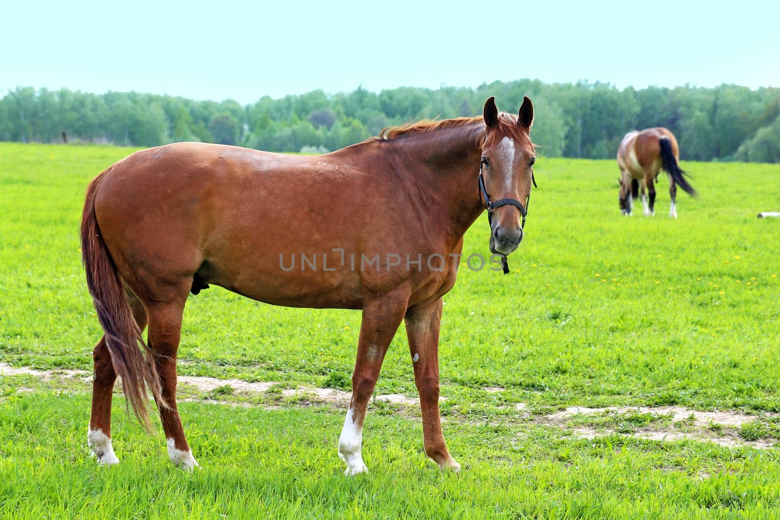 Beautiful horses on the background of the forest landscape photographed close up