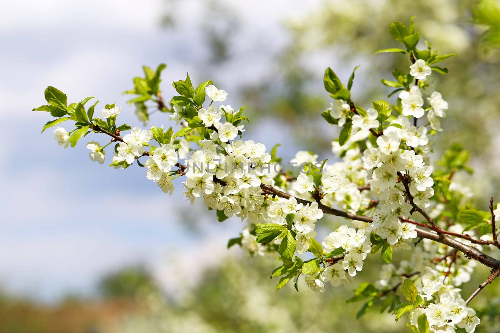 Spring flowers on the tree photographed close up