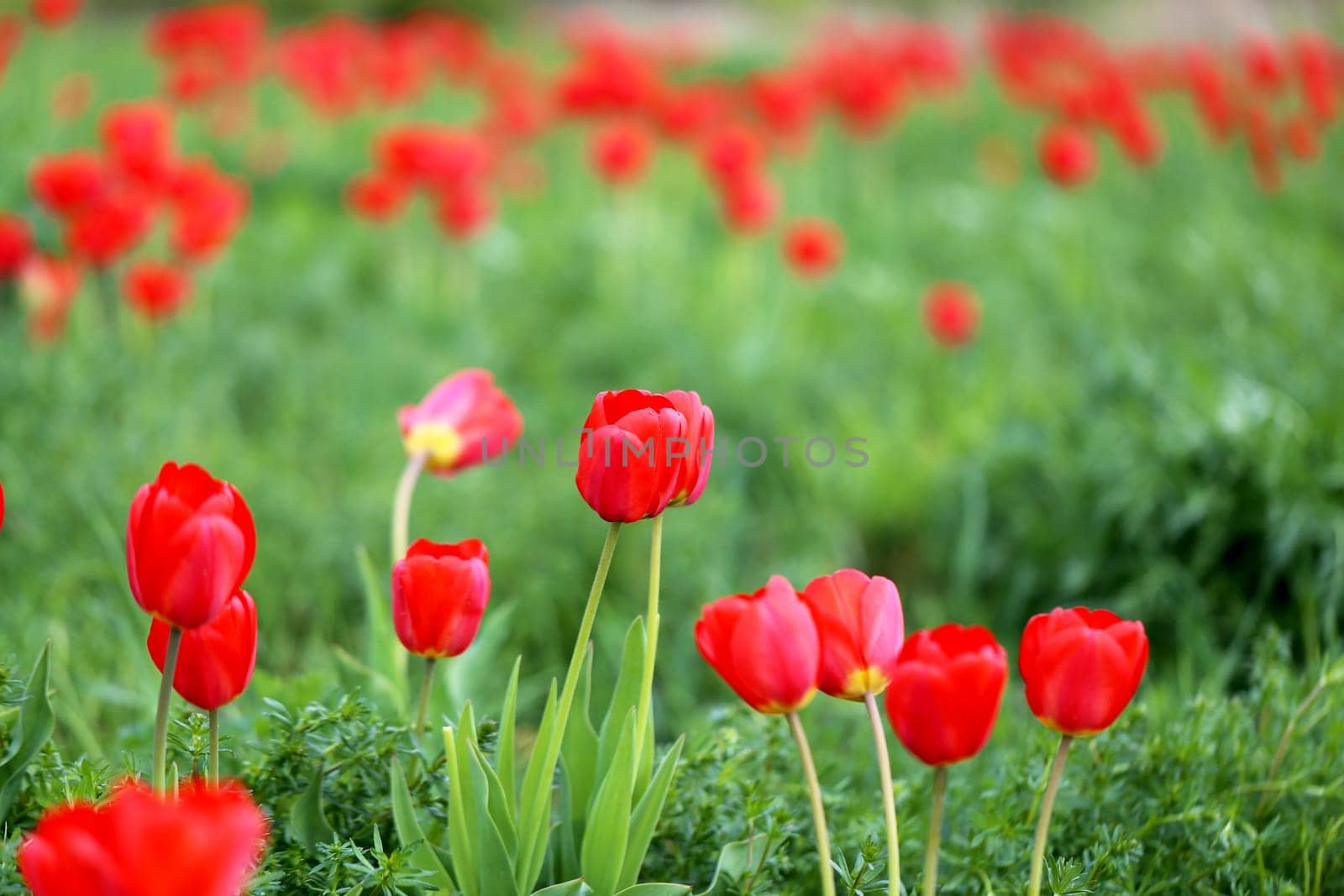 Spring beautiful flowers tulips photographed close up