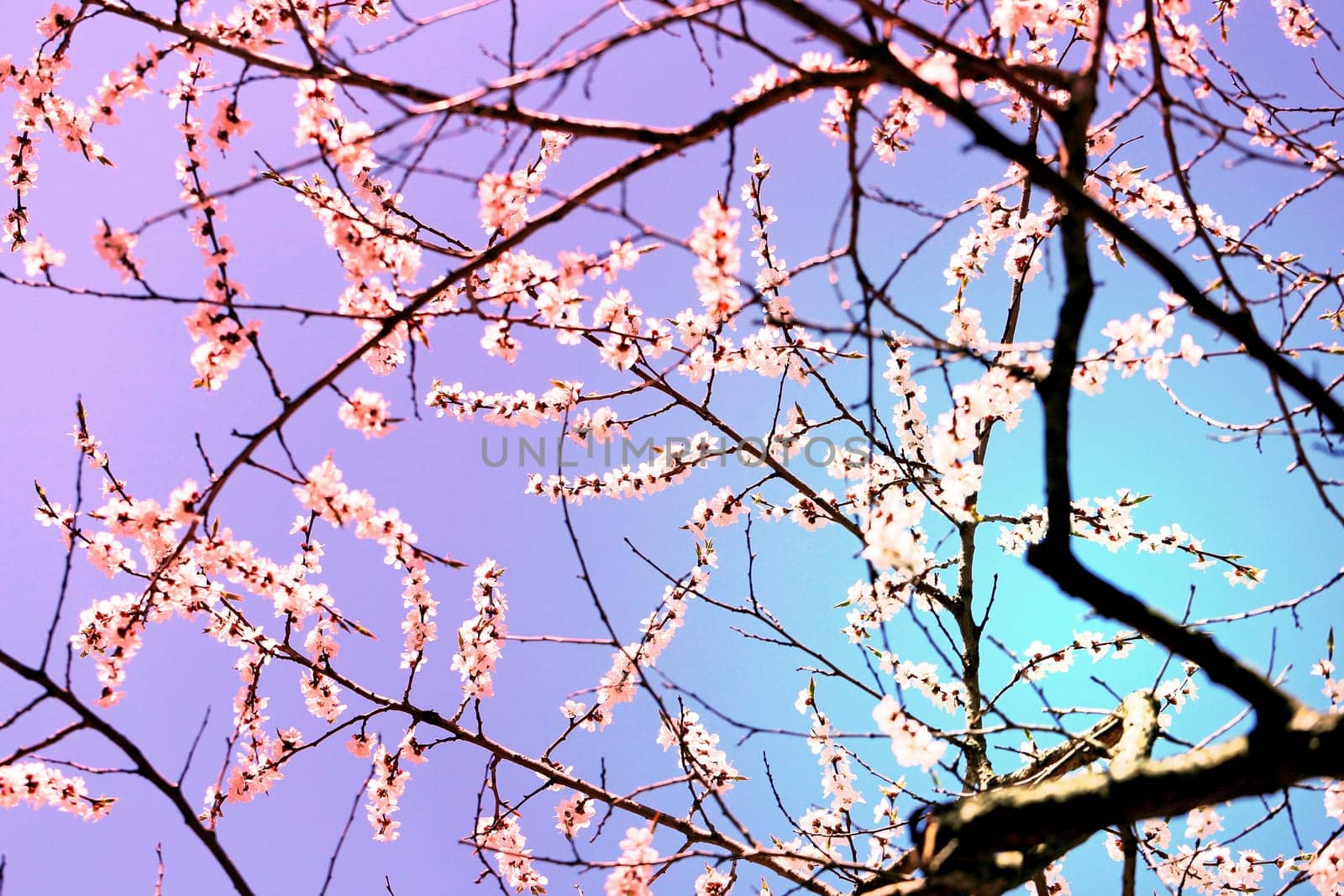 Spring flowers on the tree photographed close up