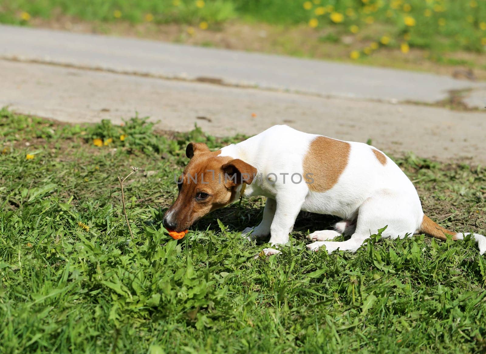 Beautiful dog photographed on the street close up