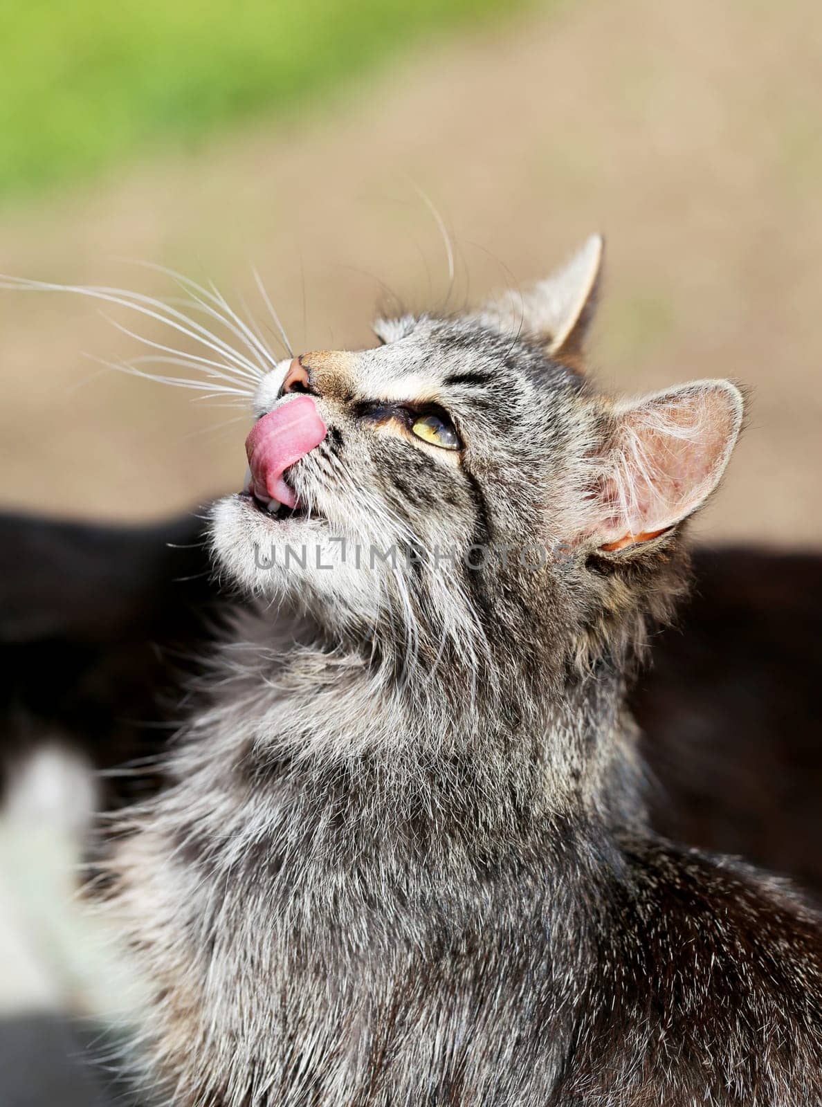 Beautiful cats photographed on the street in summer closeup