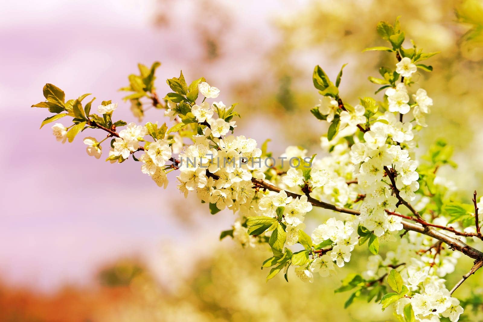 Spring flowers on the tree photographed close up