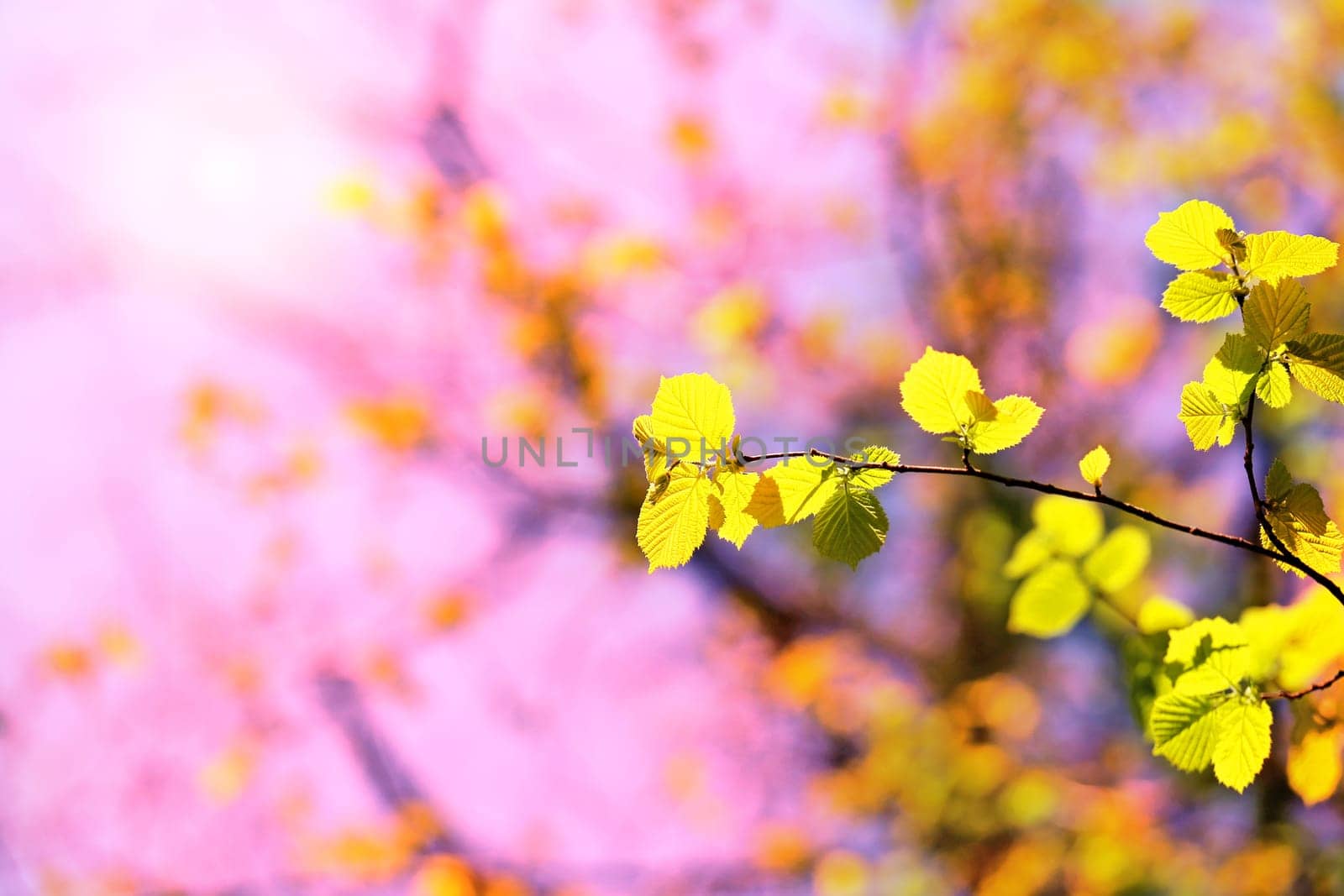 Beautiful leaves on the tree photographed close up