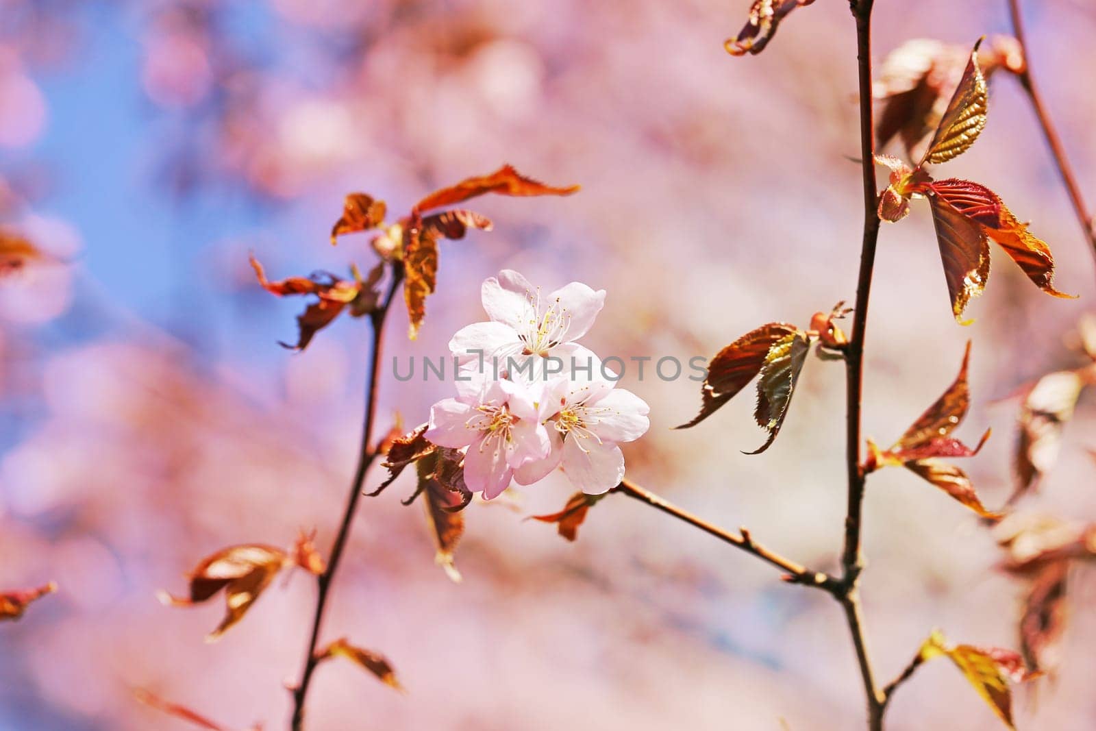 Spring flowers on the tree photographed close up