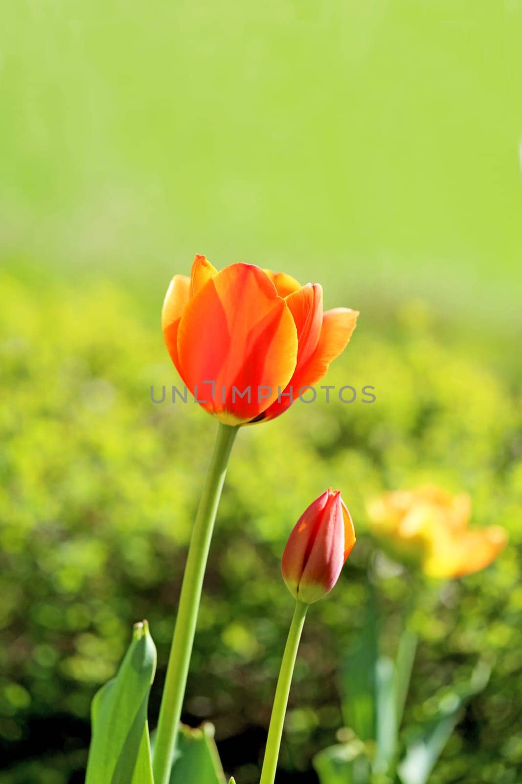 Spring beautiful flowers tulips photographed close up