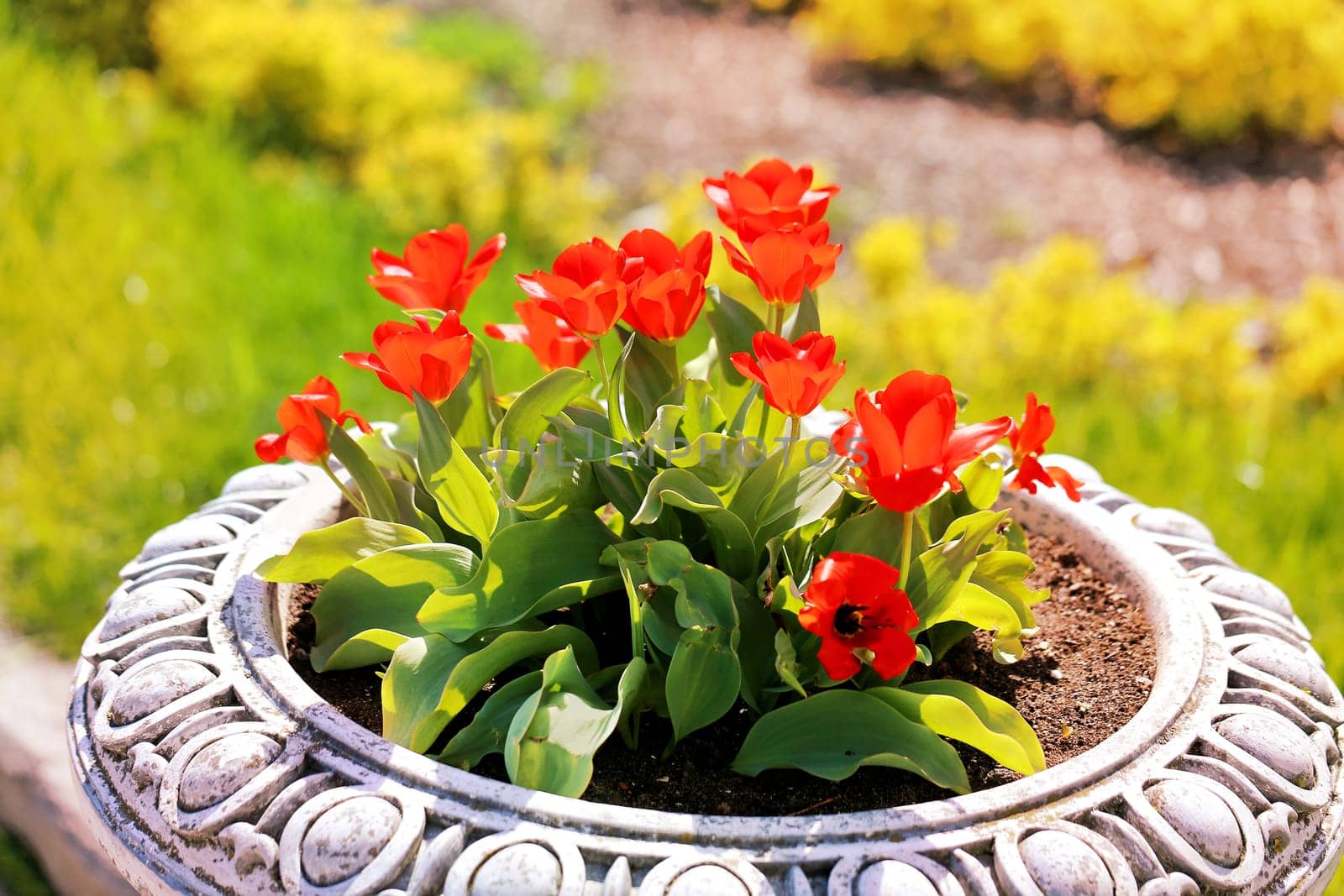 Spring beautiful flowers tulips photographed close up