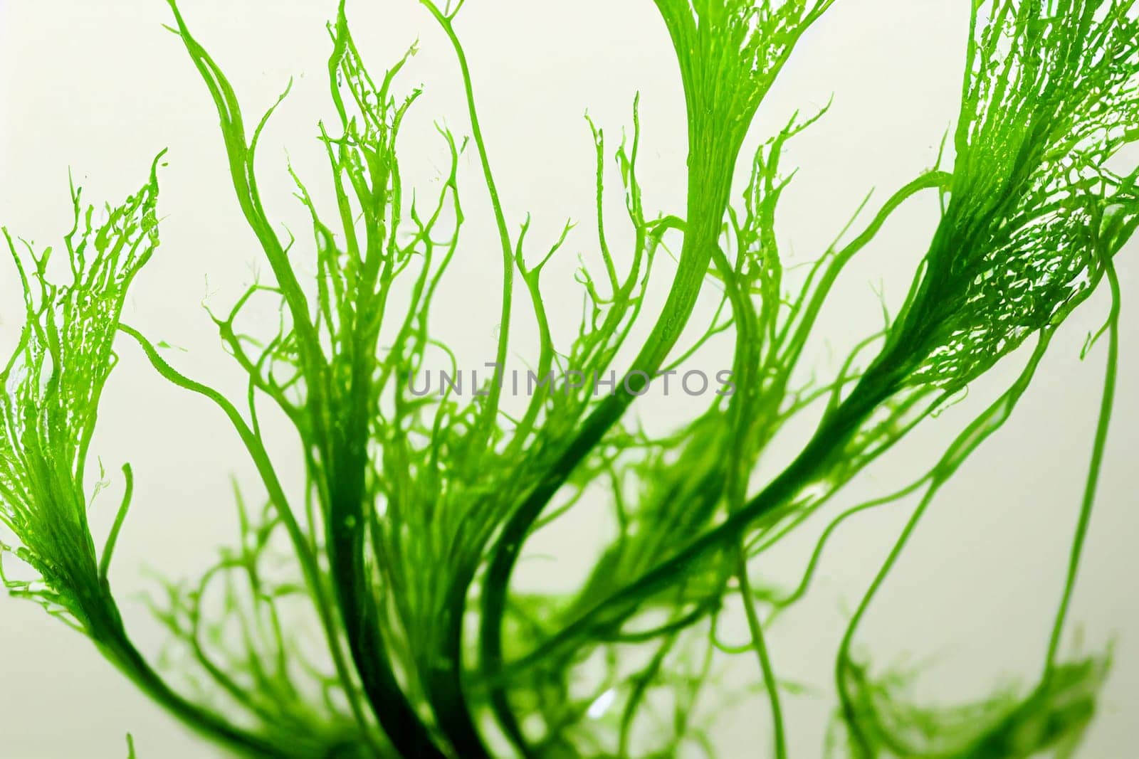 Illustrative image of Laminaria digitata (Algae). Algae is an informal term for a large and diverse group of photosynthetic eukaryotic organisms.