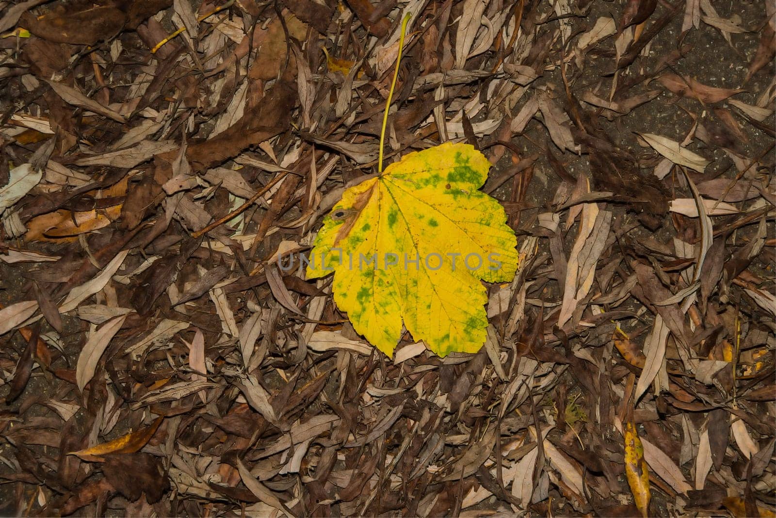 autumnal yellow painted field maple in a leaves heap on a street
