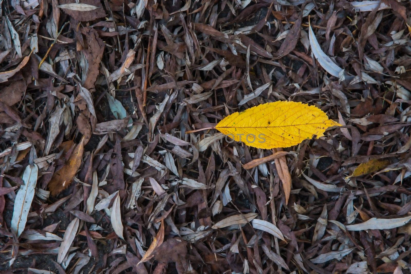 autumnal yellow painted beech leaf in a leaves heap on a street