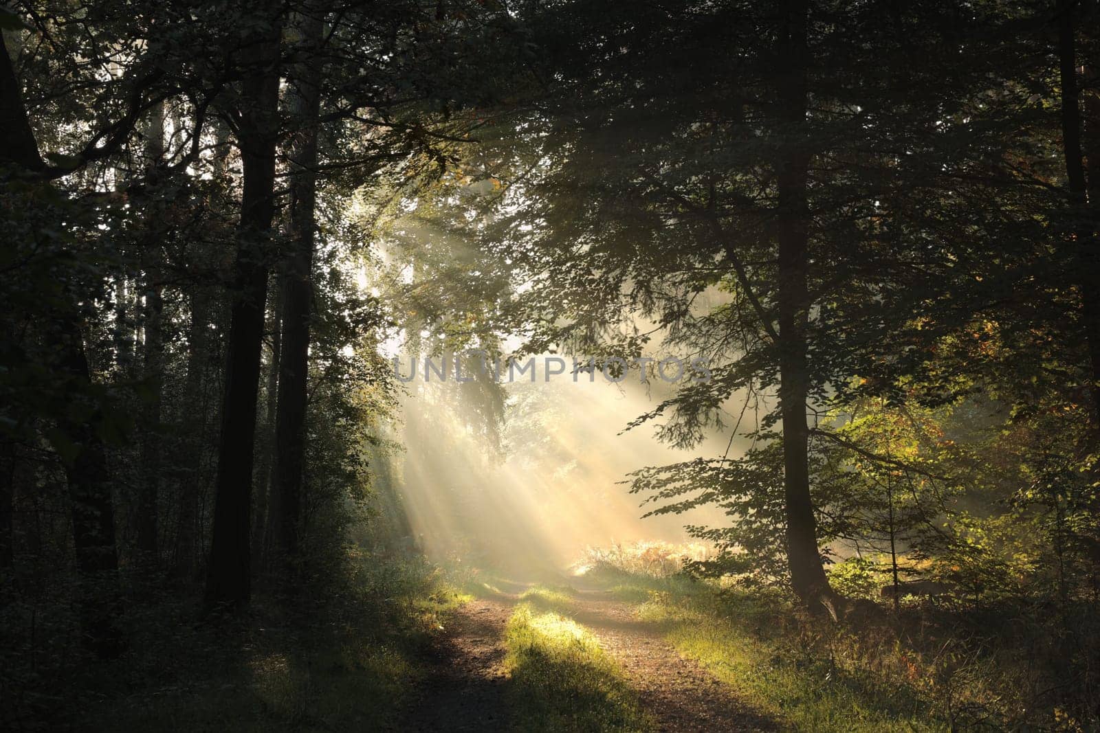 A forest path among oak trees on a misty autumn morning
