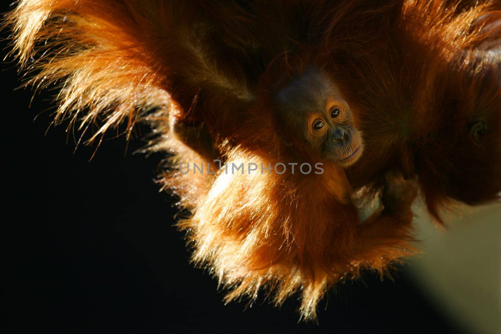 Orangutans