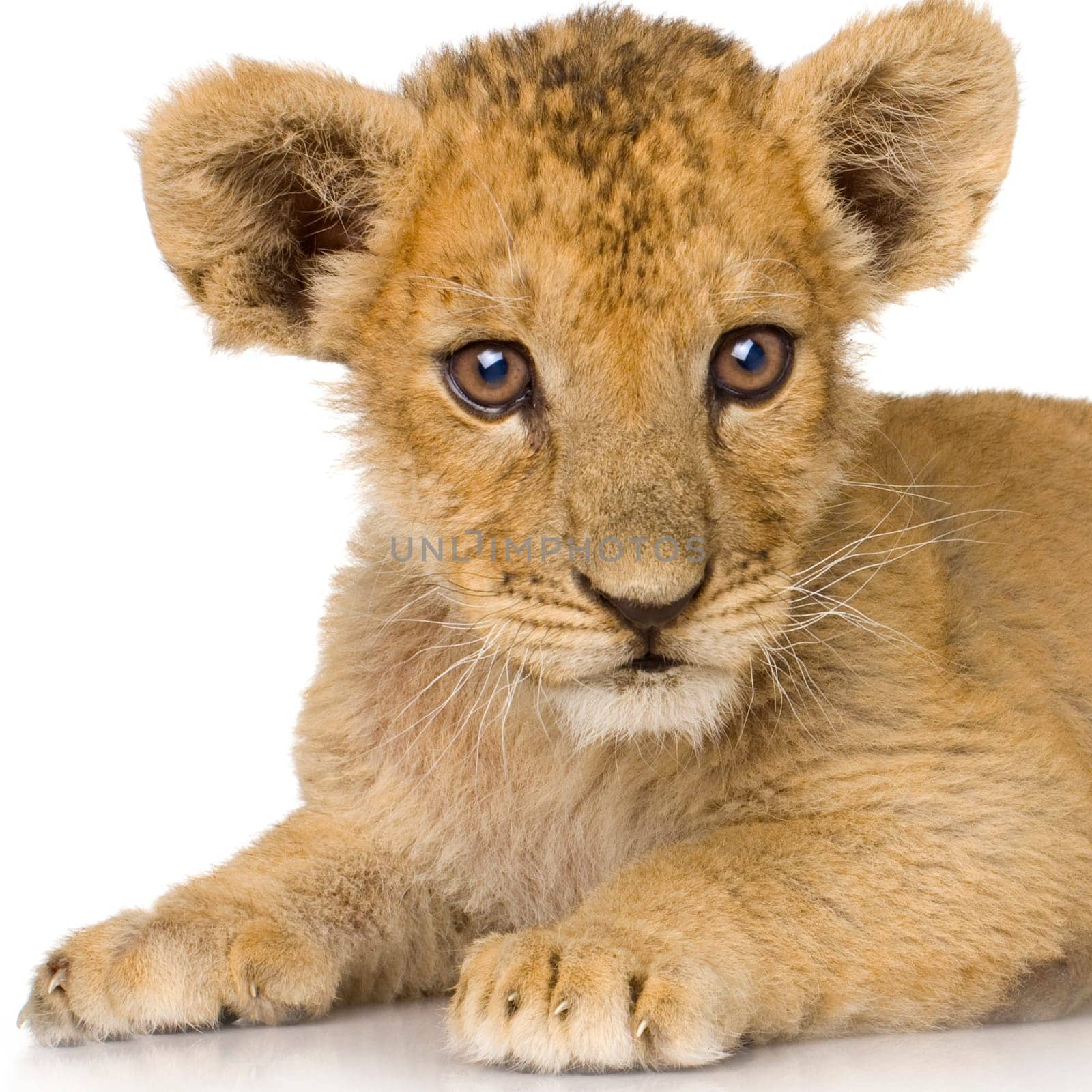 Lion Cub (3 months) in front of a white background.