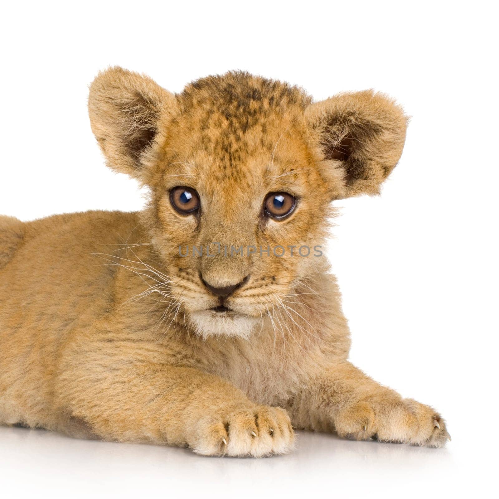 Lion Cub (3 months) in front of a white background.