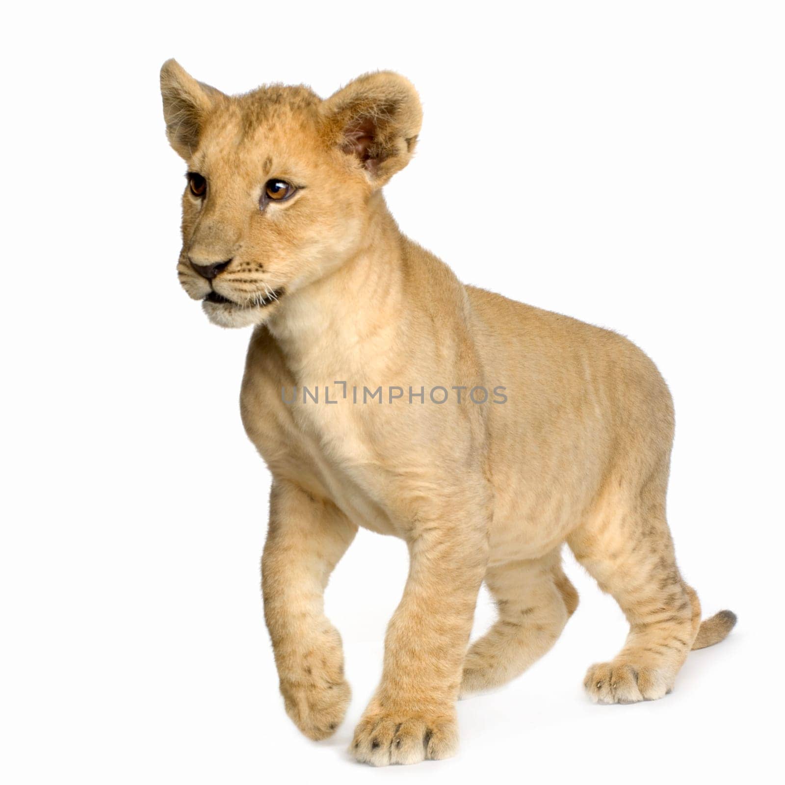 Lion Cub (4 months) in front of a white background