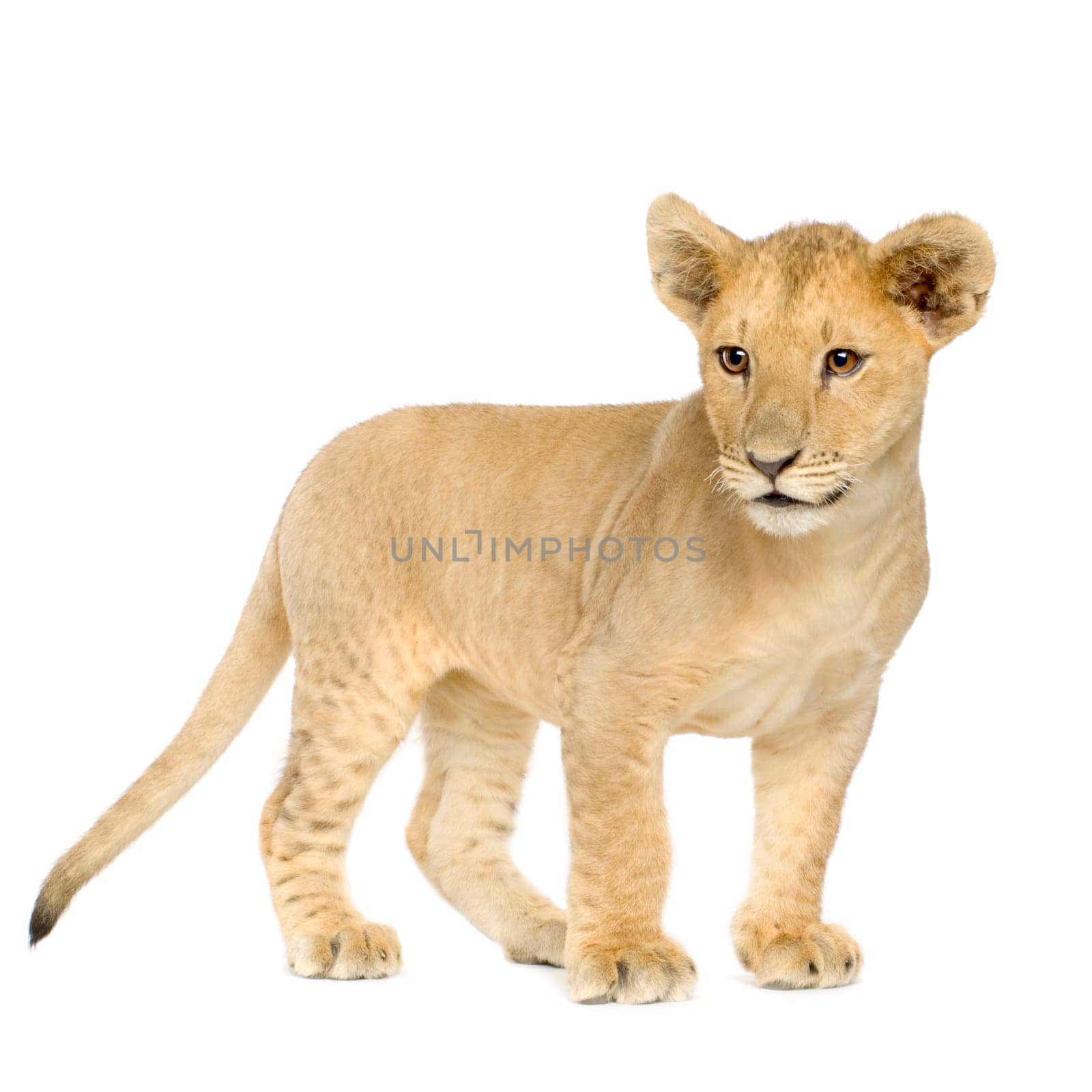 Lion Cub (4 months) in front of a white background