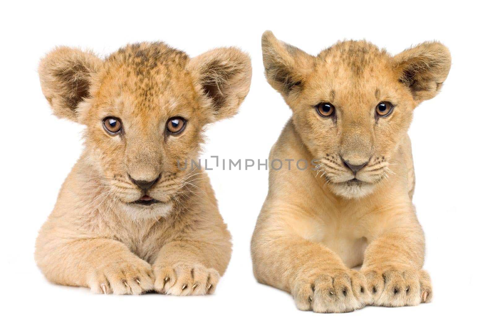 Lion Cub (4 months) in front of a white background