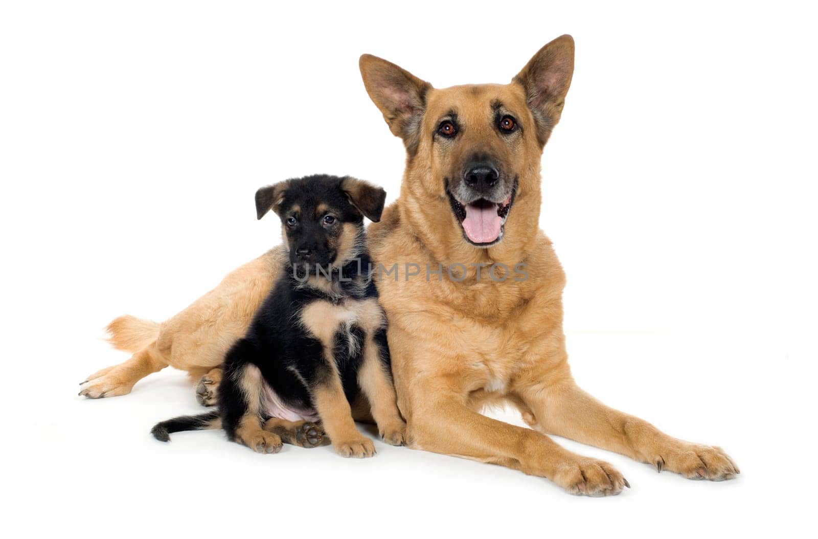 german shepherd (9 years and 7 weeks) in front of a white background