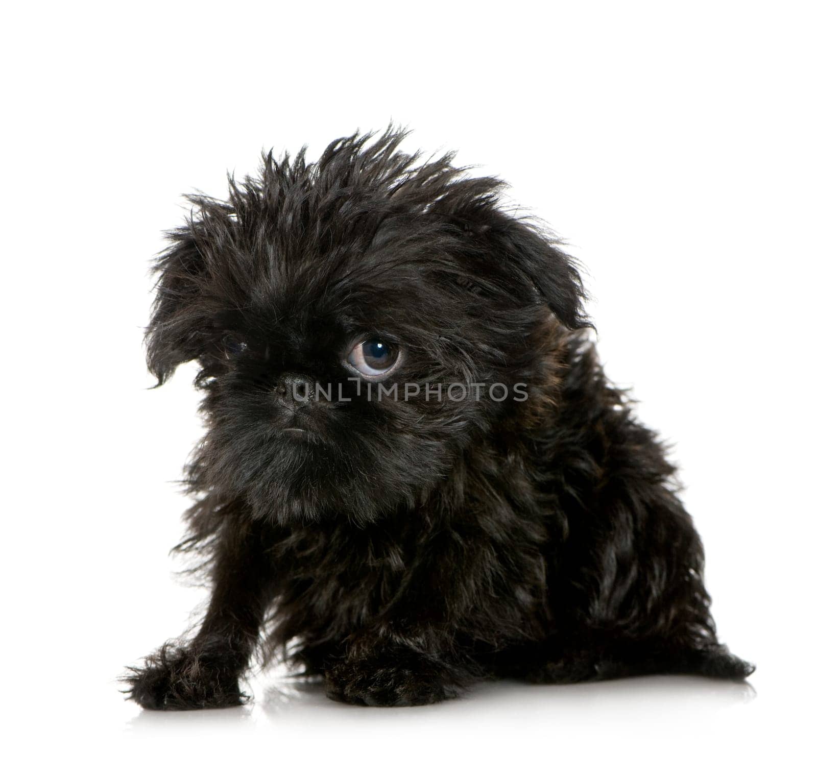Griffon Bruxellois (3 months) in front of A white background