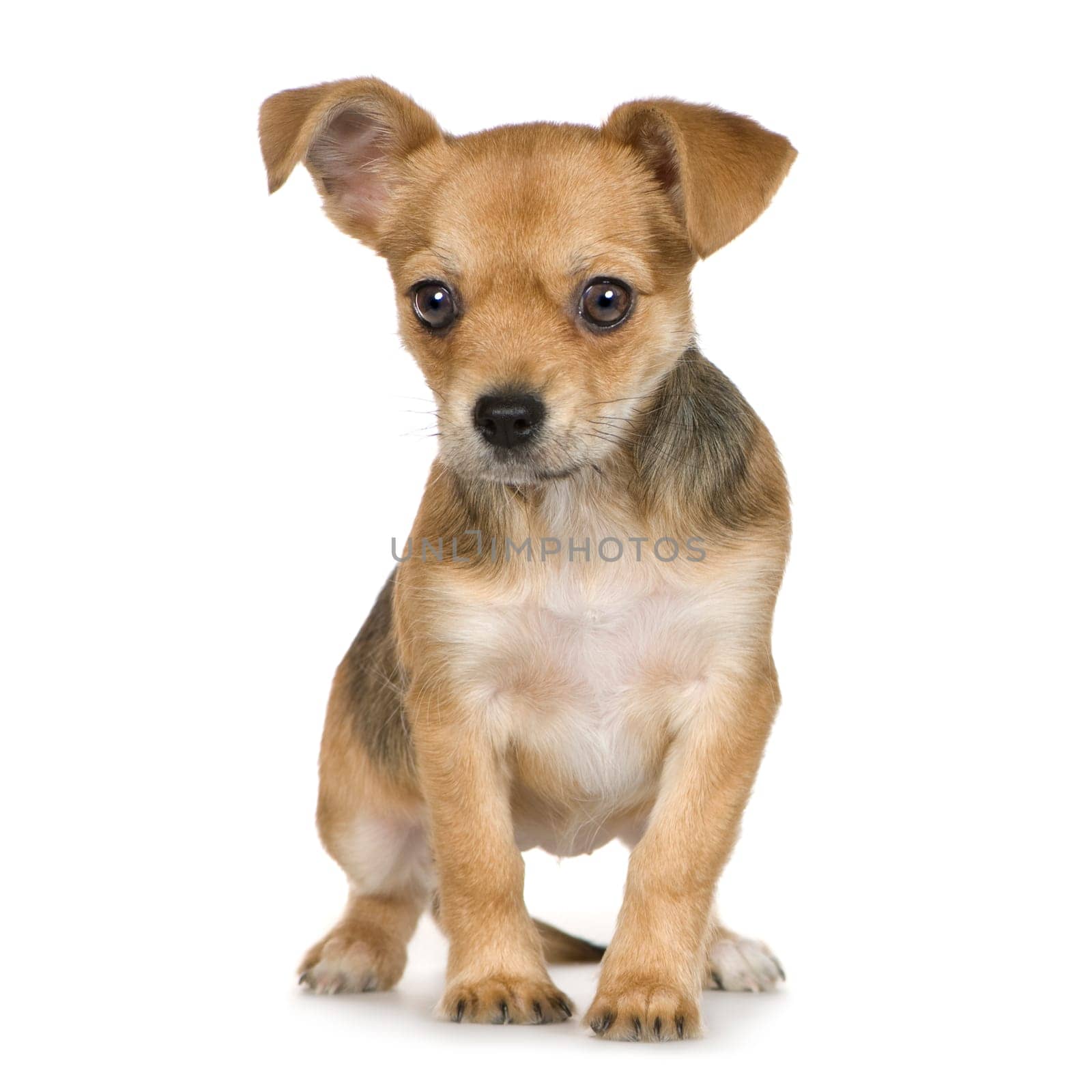 crossbreed inbetween a chihuahua and yorkshire (3 months) in front of white background