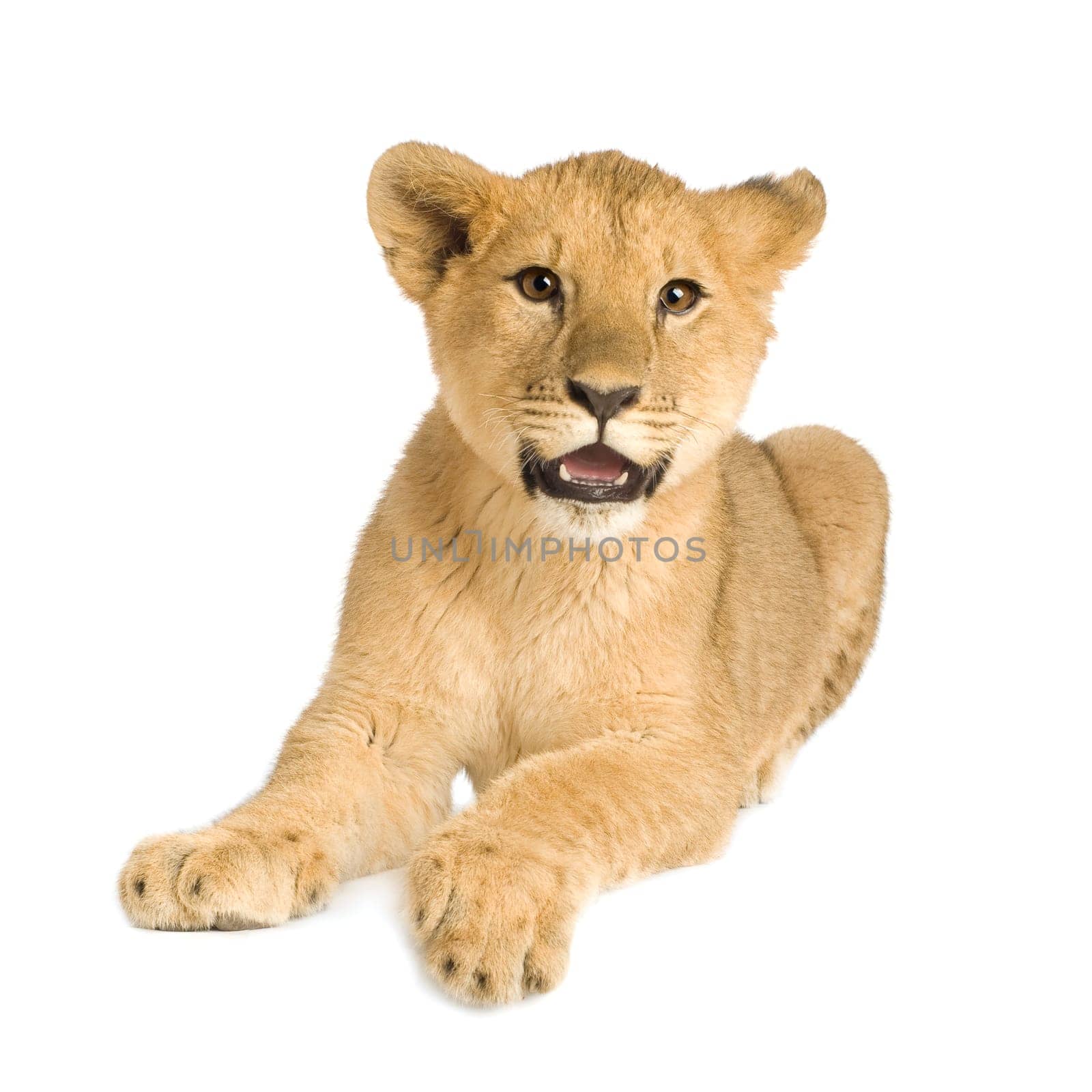 Lion Cub (5 months) in front of a white background