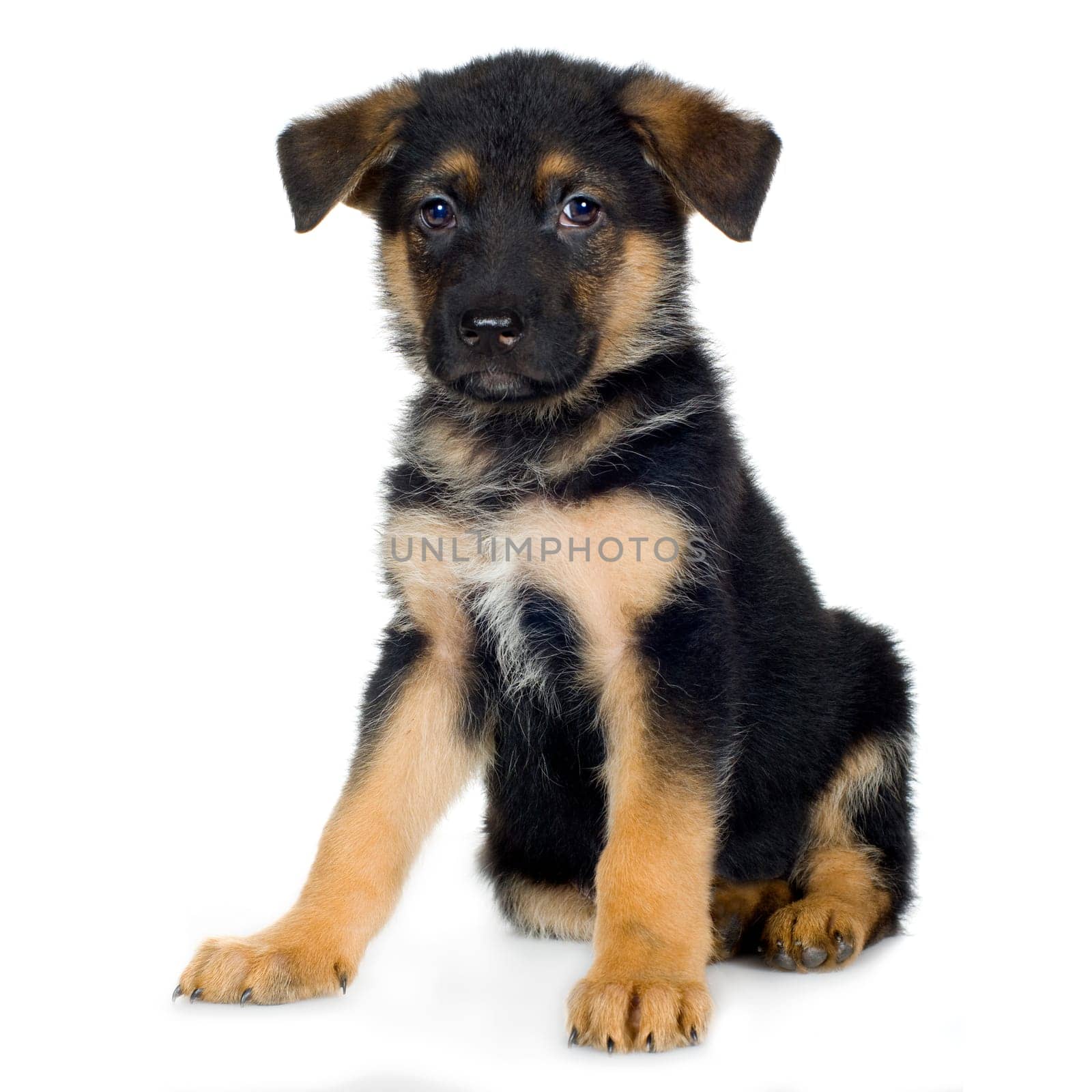 german shepherd (7 weeks) in front of a white background