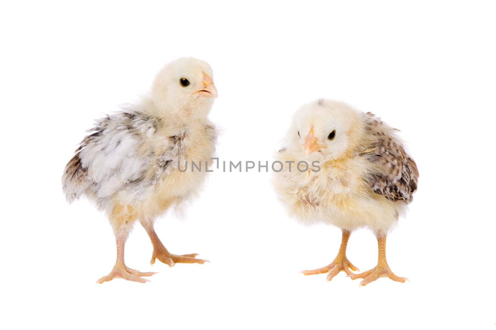 Cute little fluffy chickens of two weeks old