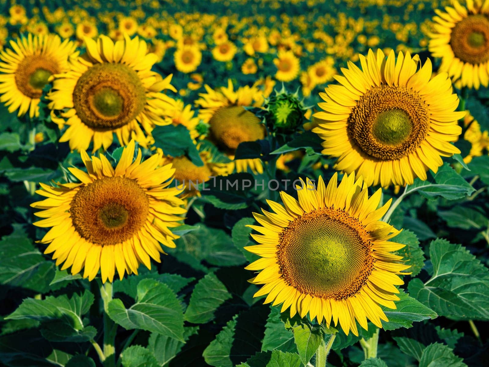 Blooming yellow sunflower agricultural field. Blooming sunflower. Yellow petals of a flower. Sunlight. Blue sky. Agriculture. Agricultural business. Farm. Background image.