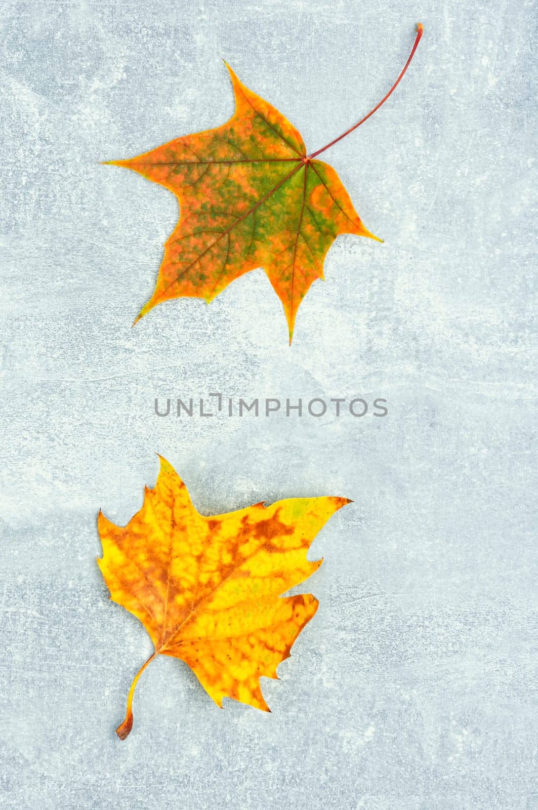 Fallen autumn leaves, herbarium. Autumn yellow and red leaves. Copy space