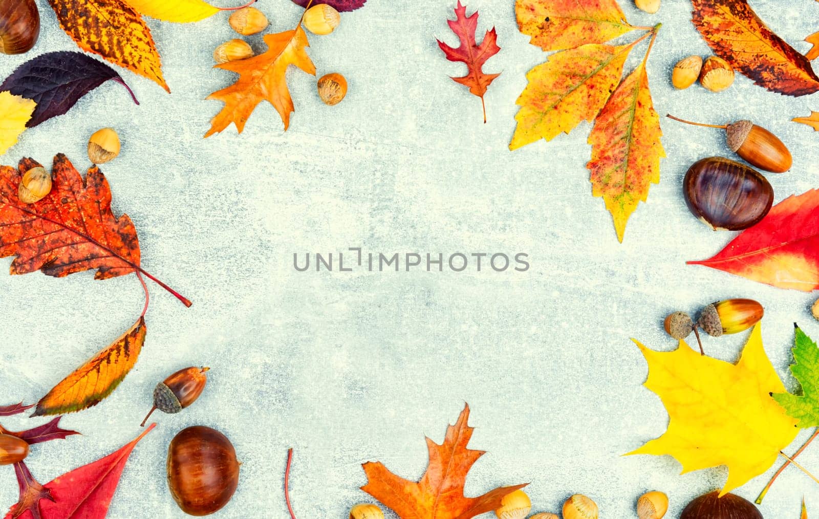 Fallen autumn leaves, herbarium. Autumn yellow and red leaves. Copy space