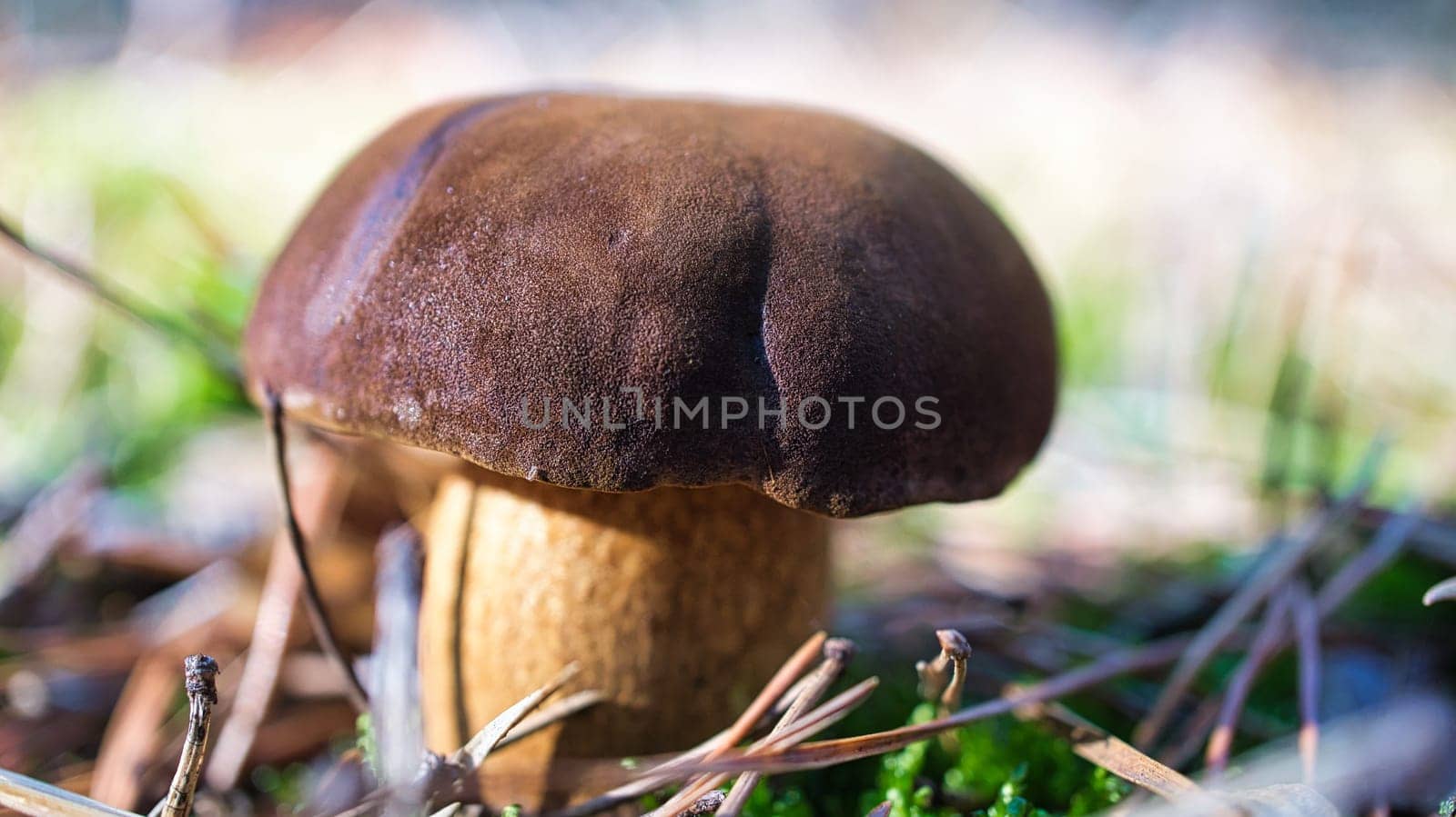 Chestnut, brown cap. Mushroom on the forest floor with moss and pine needles. Edible mushroom collected in the forest. Photo from nature