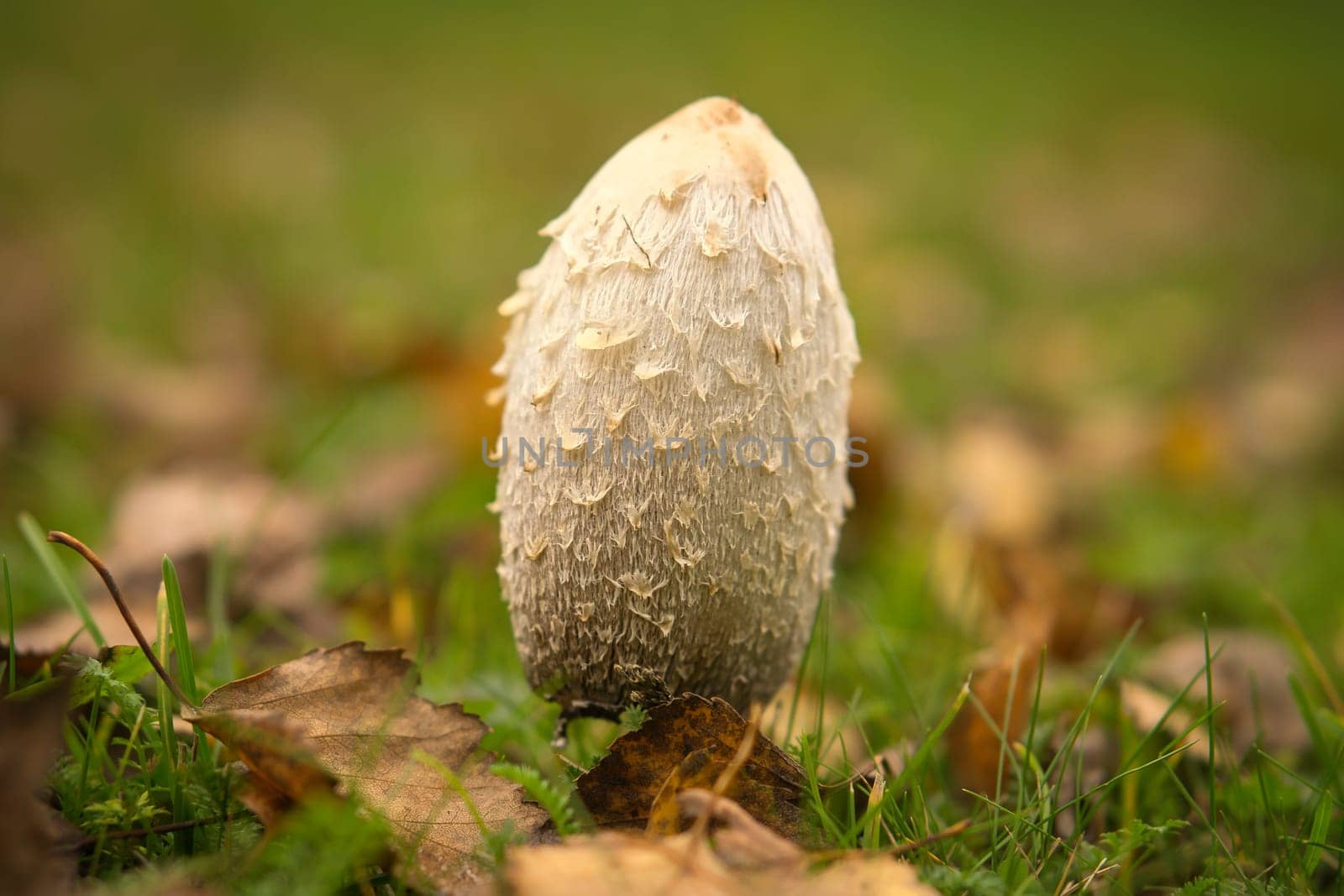 Young crested inkling growing on forest floor between moss and needles. Nature photo from wood