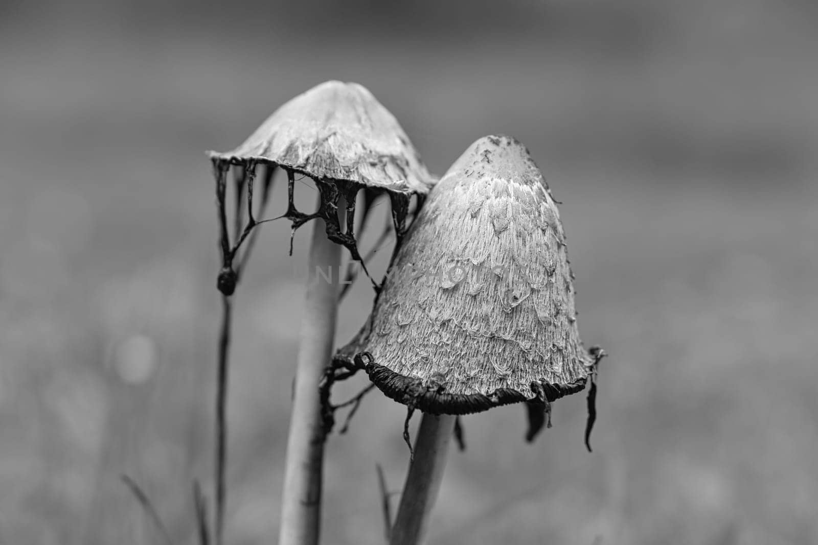 a group of old crested inkling taken in black and white, in a meadow decaying. The mushroom is moldy and decaying. Nature photo from a meadow