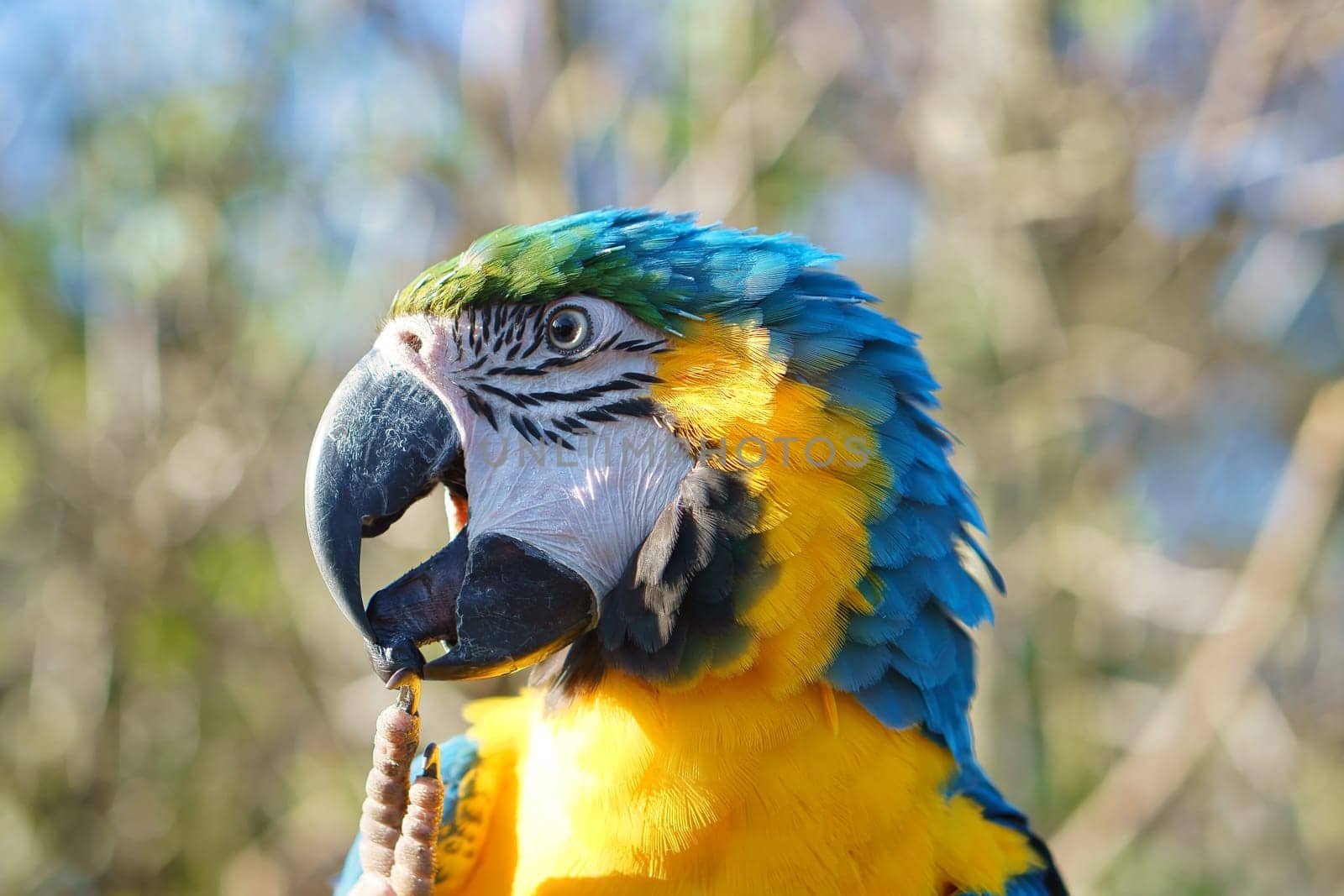 Portrait of a yellow macaw on a branch. The parrot bird is an endangered species. Animal photo