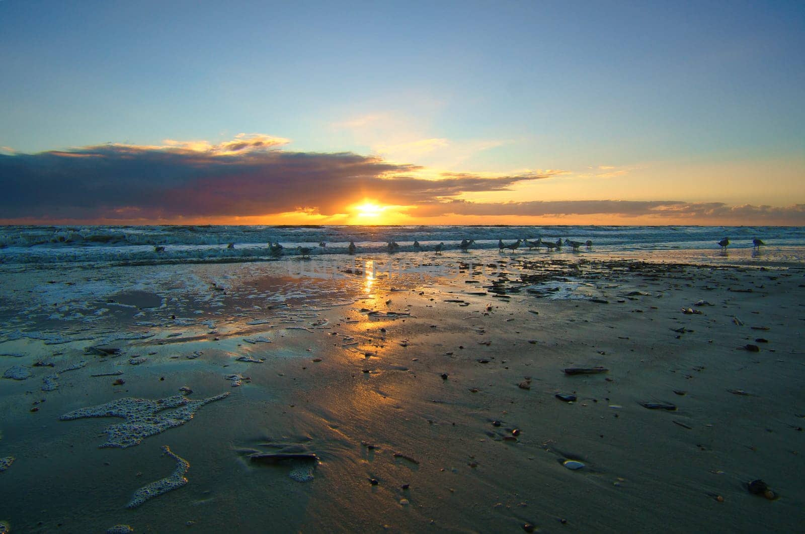 Sunset on the beach in Denmark. Shells in the foreground. Walk on the coast. Landscape photo by the sea