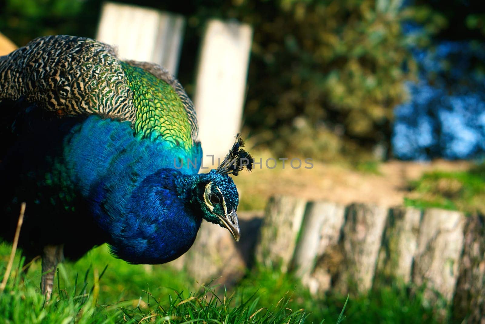 Bird peacock sticks its head into the picture. Elegant bird in magnificent colors. Animal photo