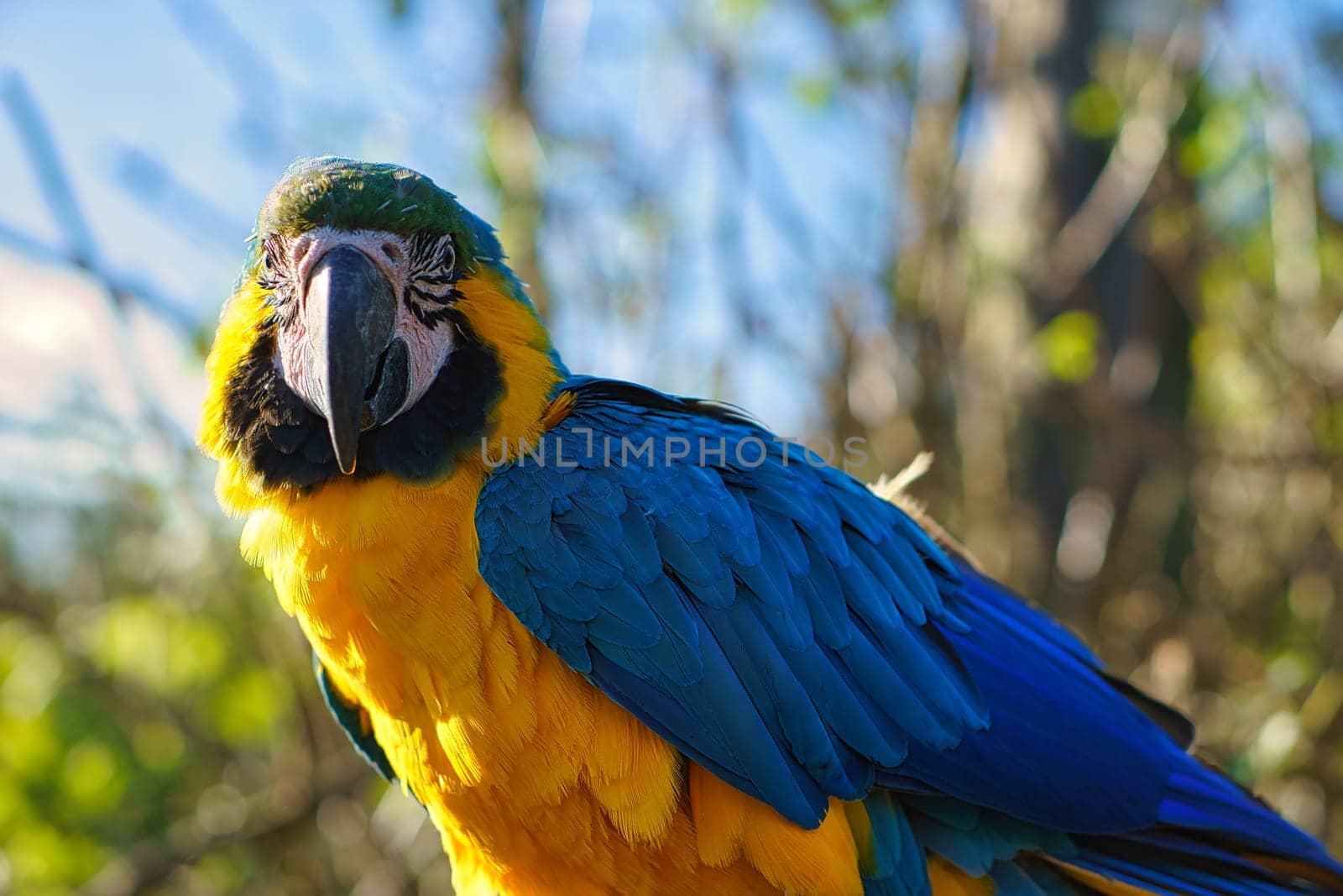 Portrait of a yellow macaw on a branch. The parrot bird is an endangered species. Animal photo