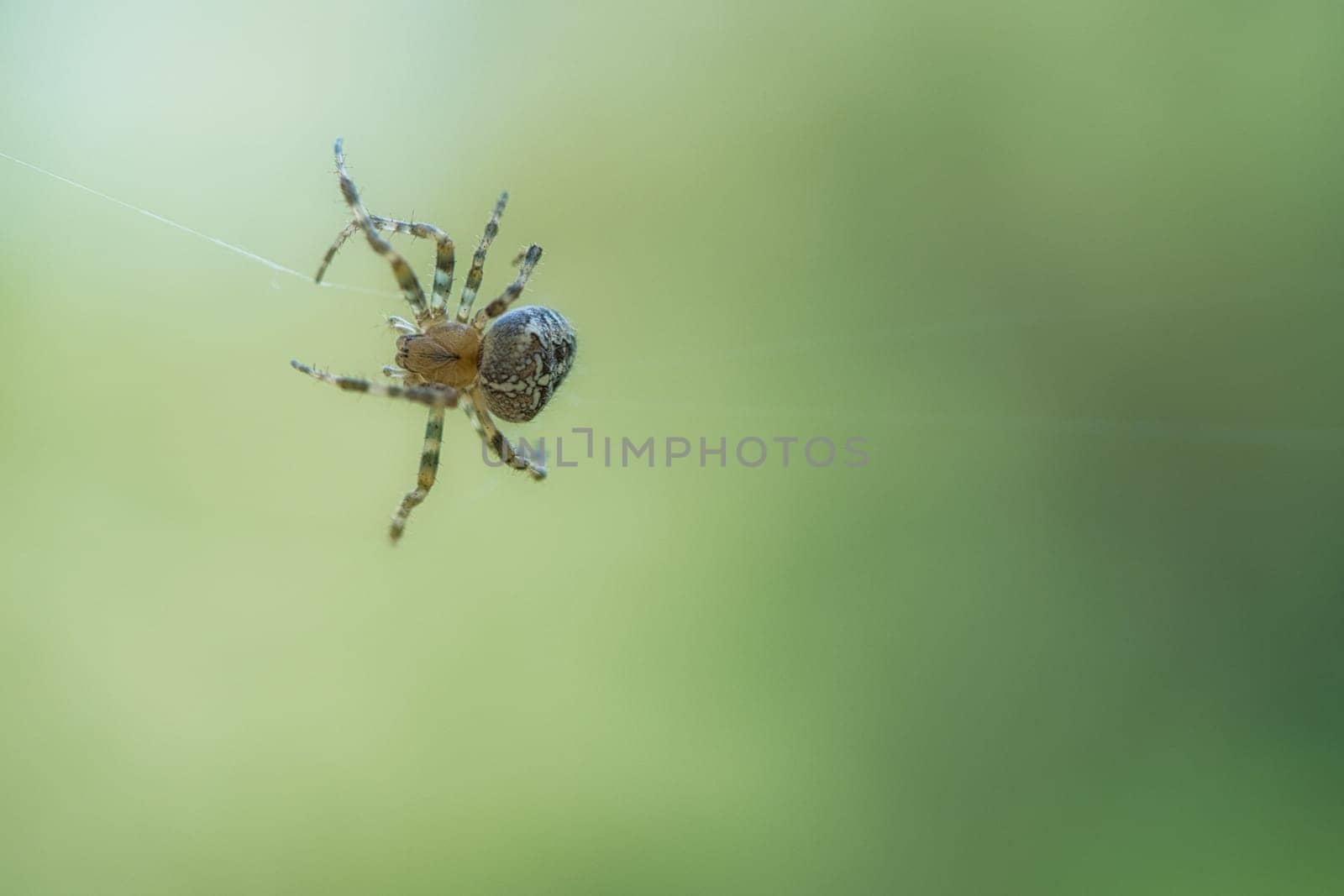 Cross spider crawling on a spider thread. Halloween fright. Blurred background. A useful hunter among insects. Arachnid. Animal photo from the wild.