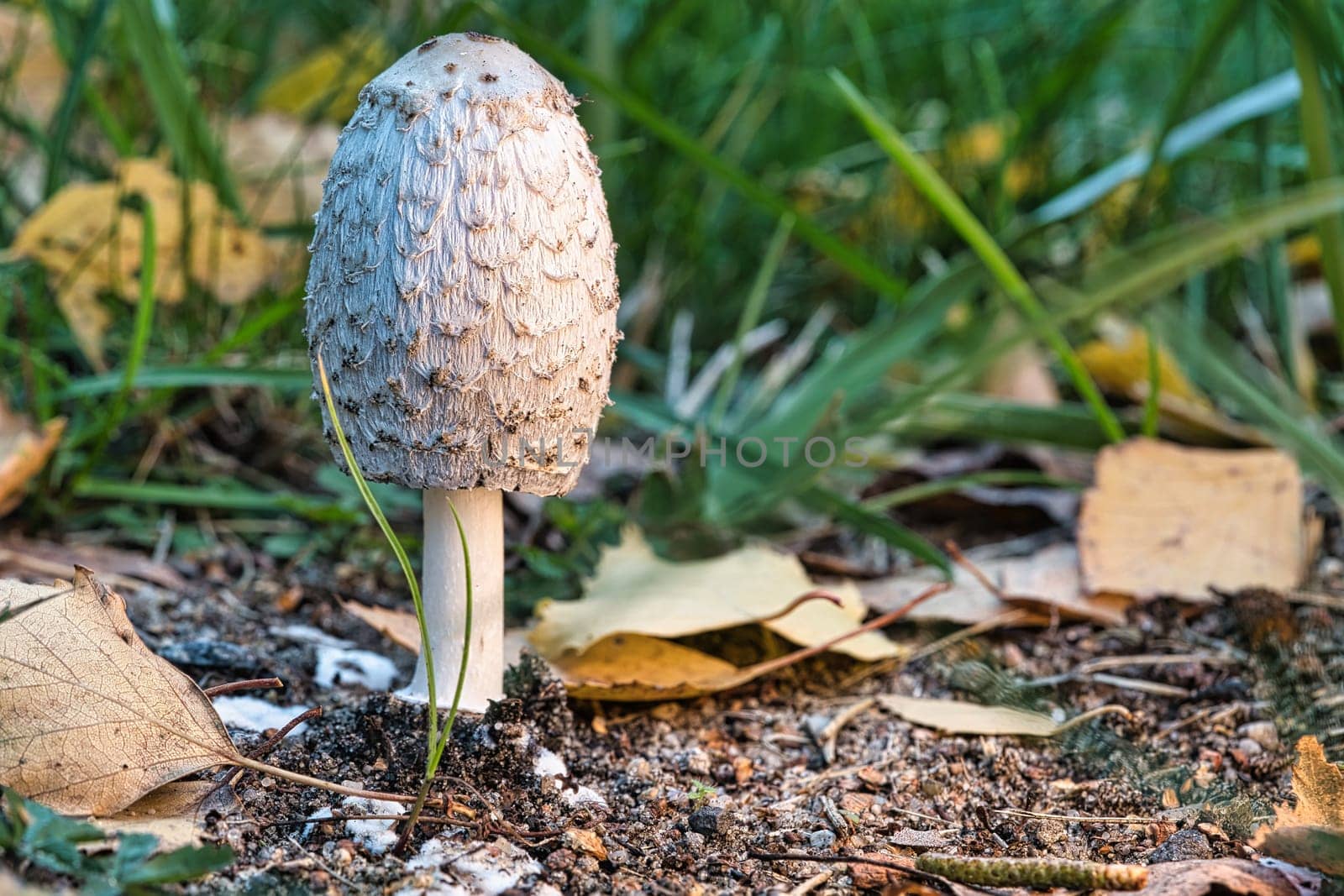 Young crested inkling growing on forest floor between moss and needles. Nature photo from wood