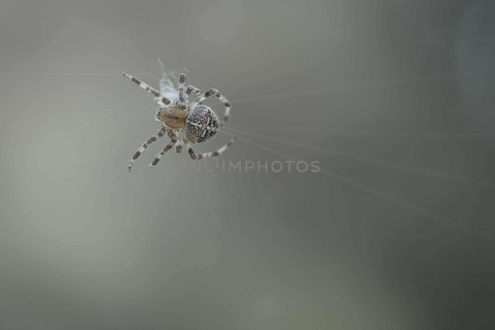 Cross spider shot crawling on a spider thread. Halloween fright. Blurred background. A useful hunter among insects. Arachnid. Animal photo from the wild.