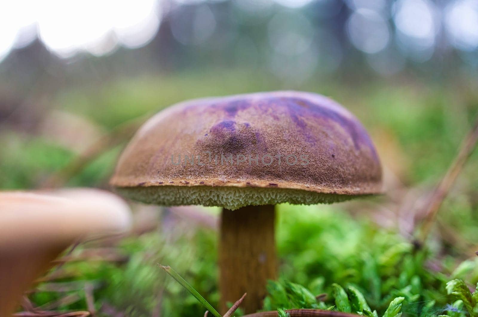 Chestnut, brown cap. Mushroom on the forest floor with moss and pine needles. Edible mushroom collected in the forest. Photo from nature