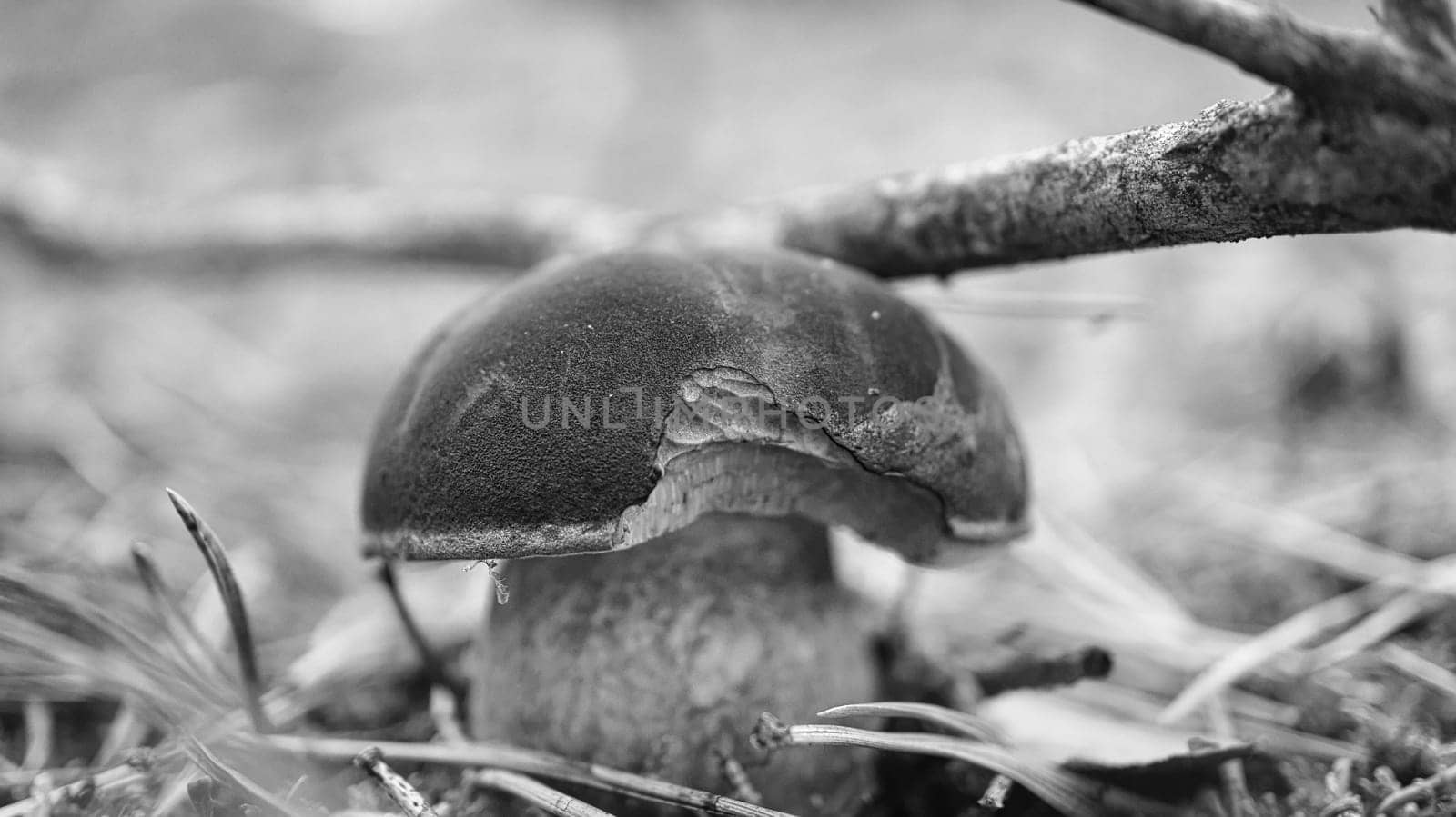 Chestnut, brown cap. Mushroom on the forest floor with moss and pine needles. Edible mushroom collected in the forest. Photo from nature