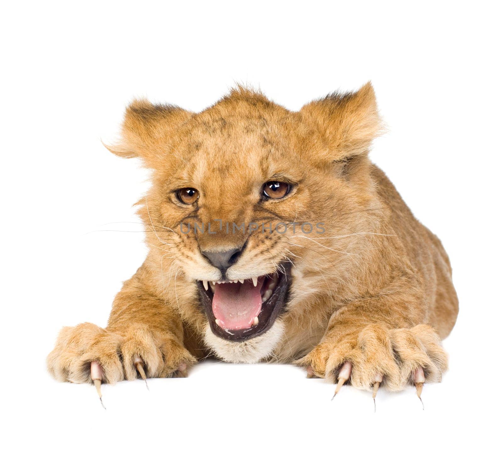 Lion Cub (5 months) in front of a white background
